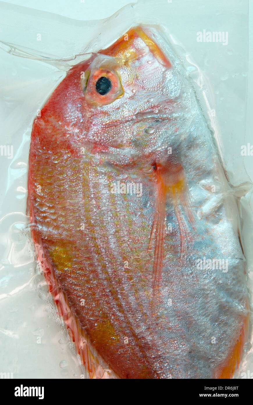 Vakuumverpackt Fisch Stockfoto