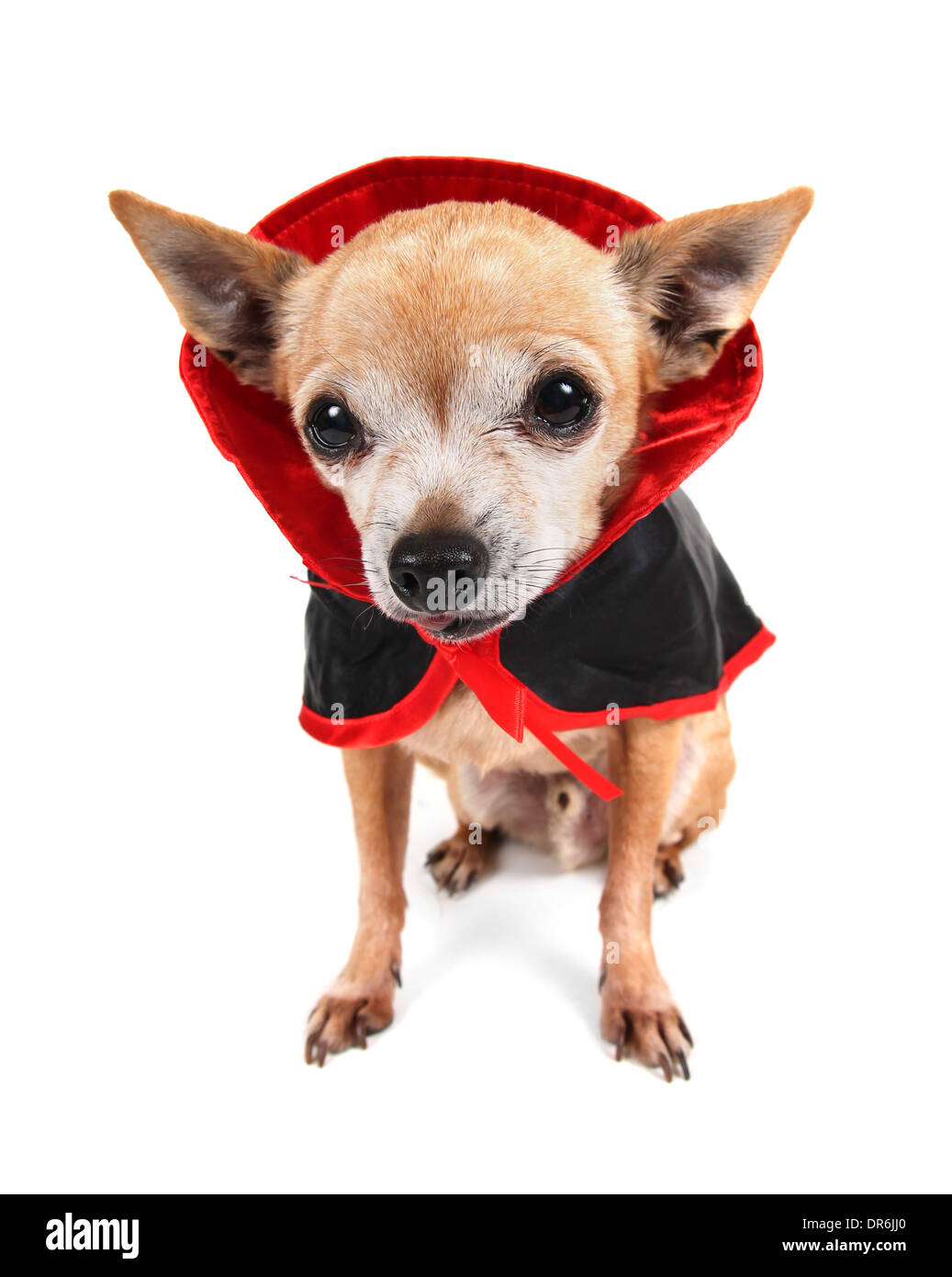 Cute Chihuahua mit einem Kostüm auf Stockfoto