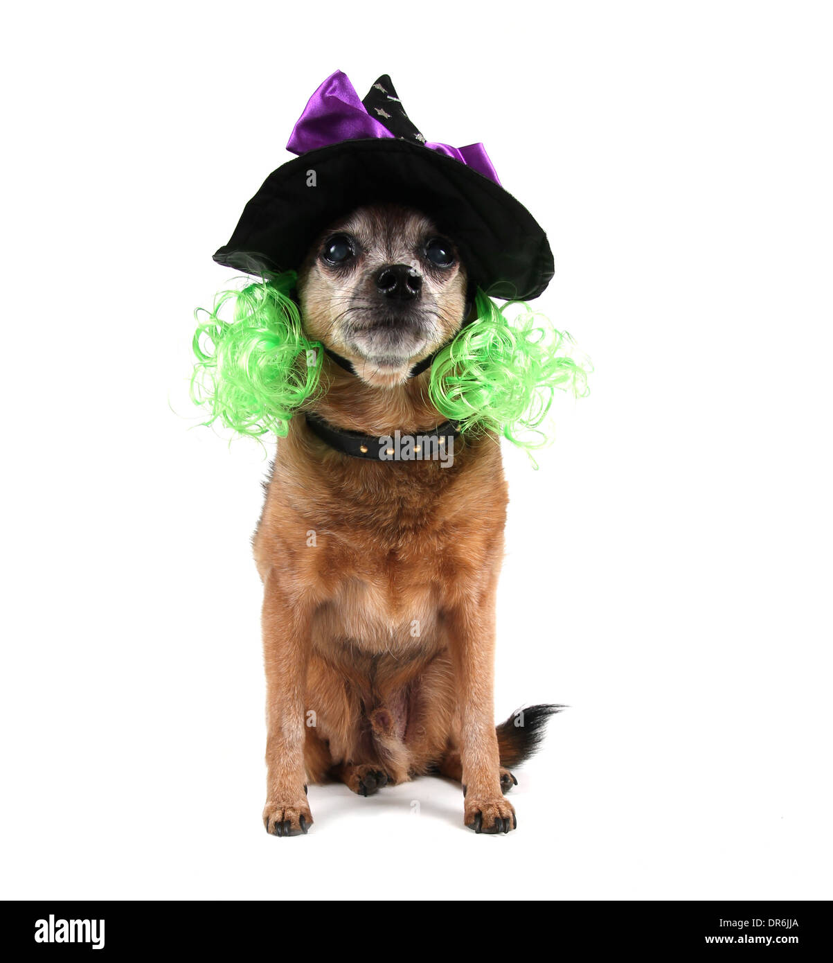 Cute Chihuahua mit einem Kostüm auf Stockfoto