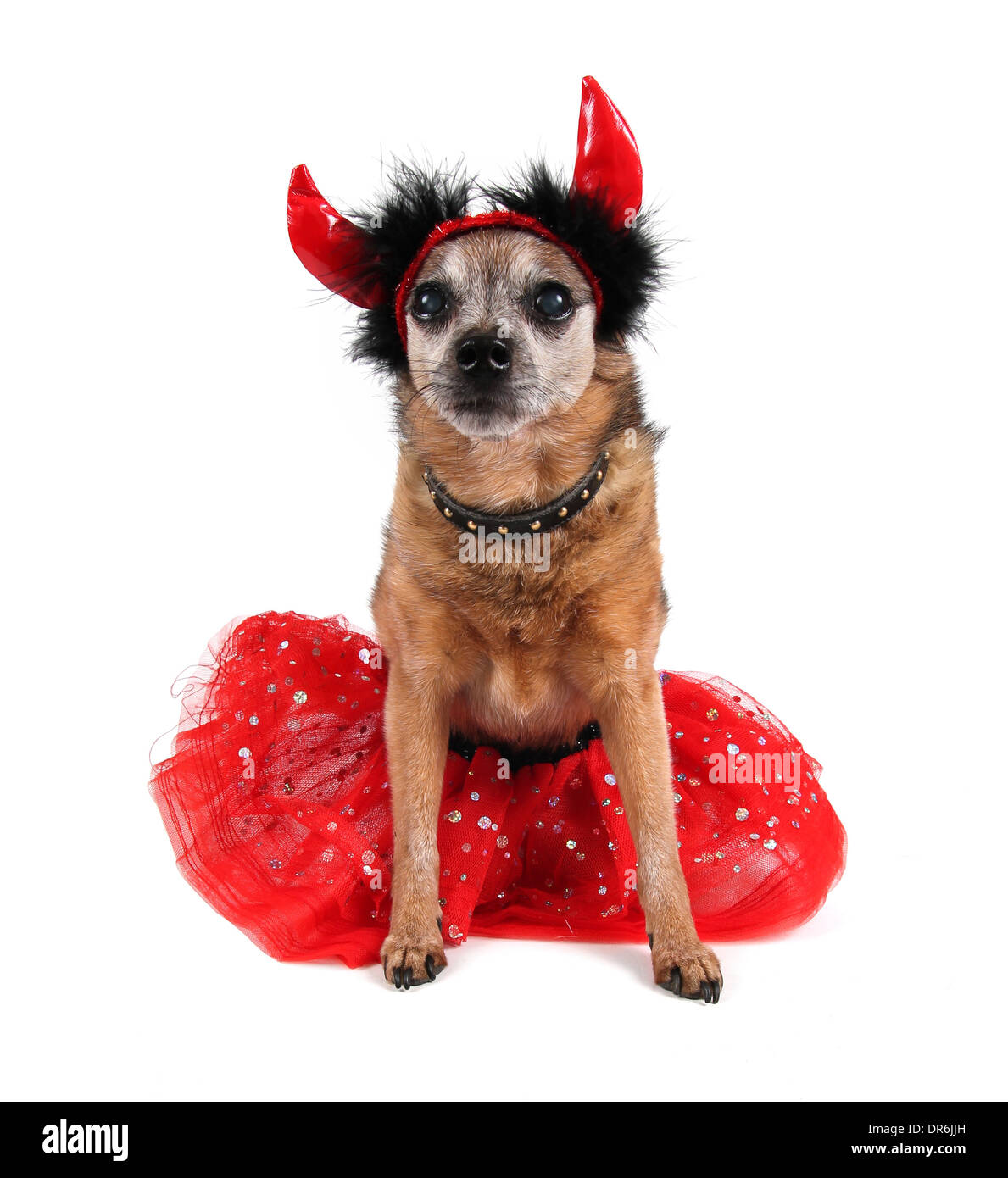 Cute Chihuahua mit einem Kostüm auf Stockfoto