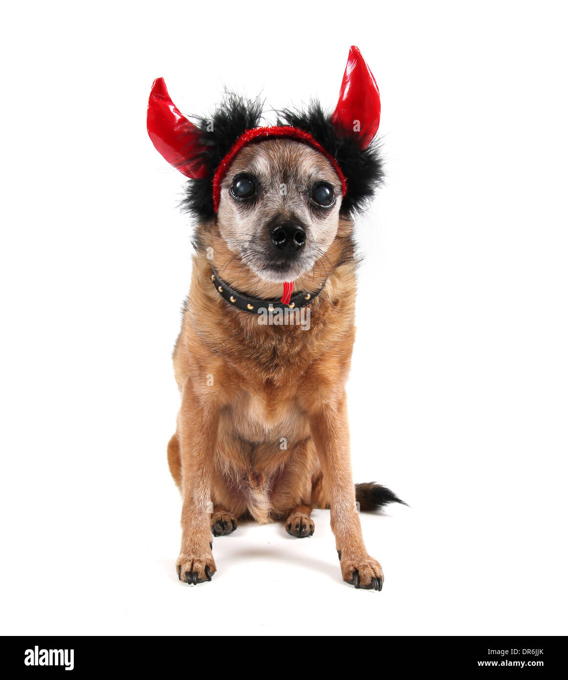 Cute Chihuahua mit einem Kostüm auf Stockfoto