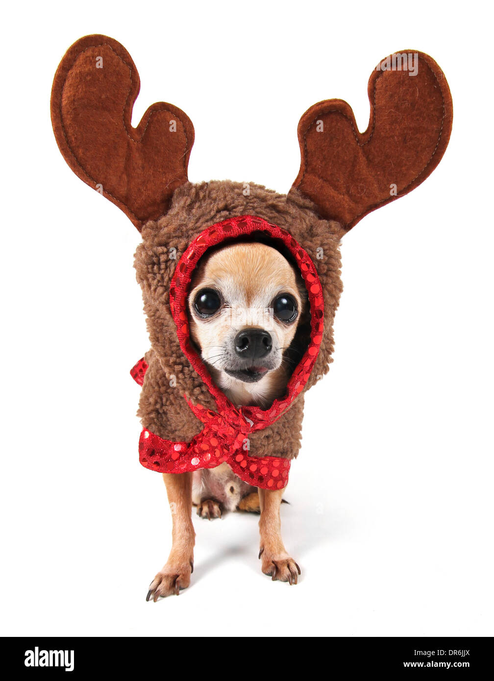 Cute Chihuahua mit einem Kostüm auf Stockfoto