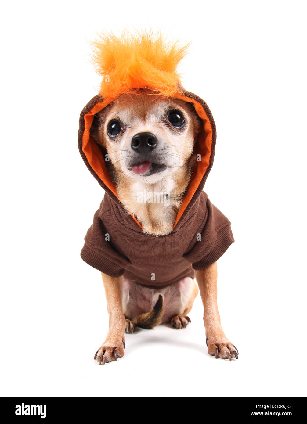 Cute Chihuahua mit einem Kostüm auf Stockfoto