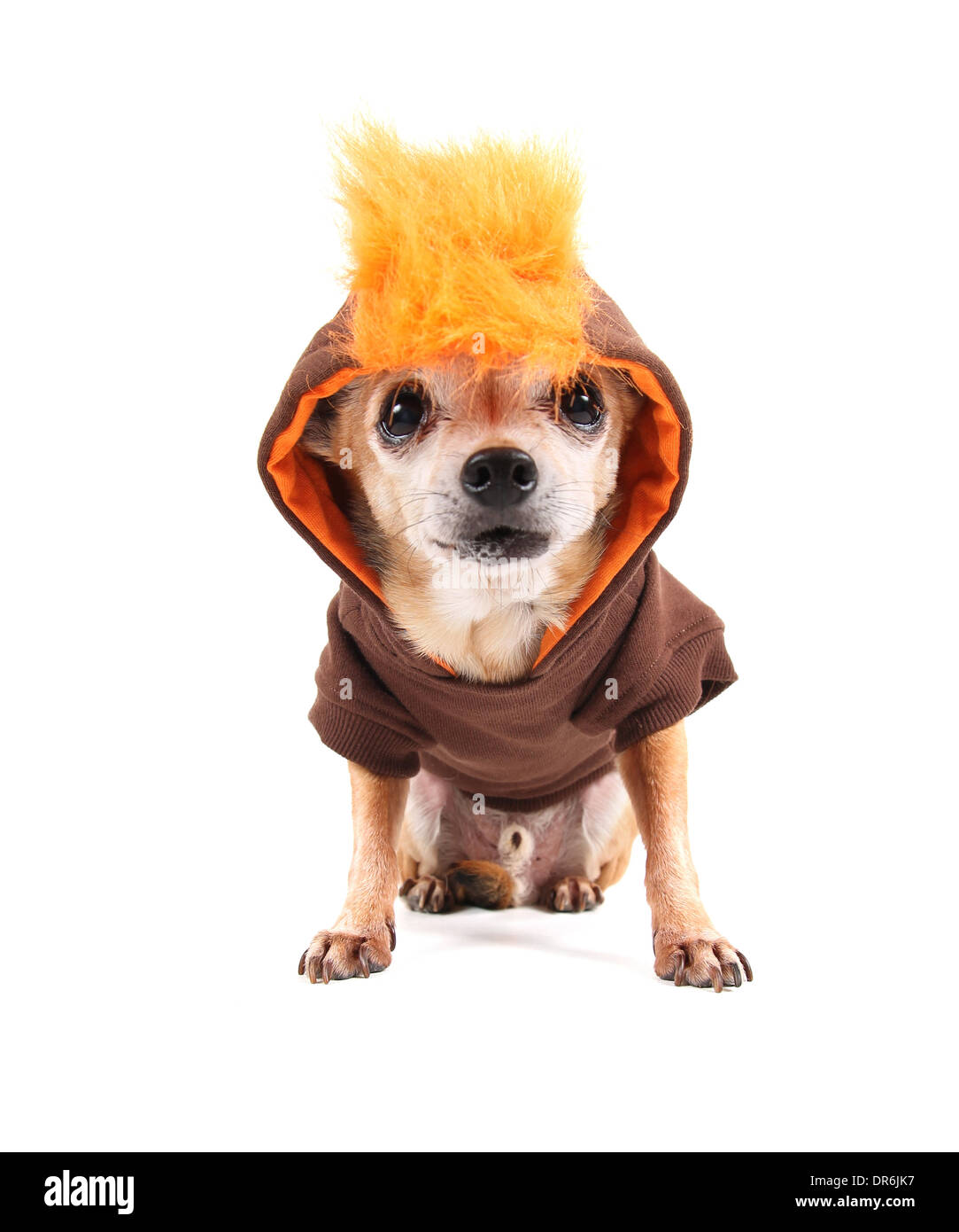 Cute Chihuahua mit einem Kostüm auf Stockfoto