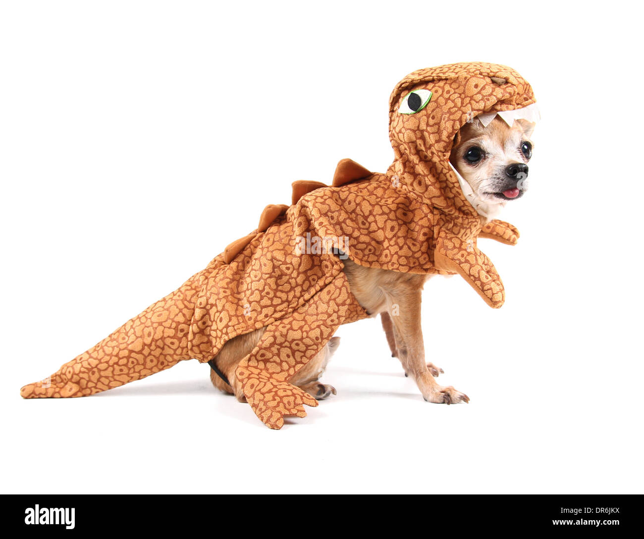 Cute Chihuahua mit einem Kostüm auf Stockfoto