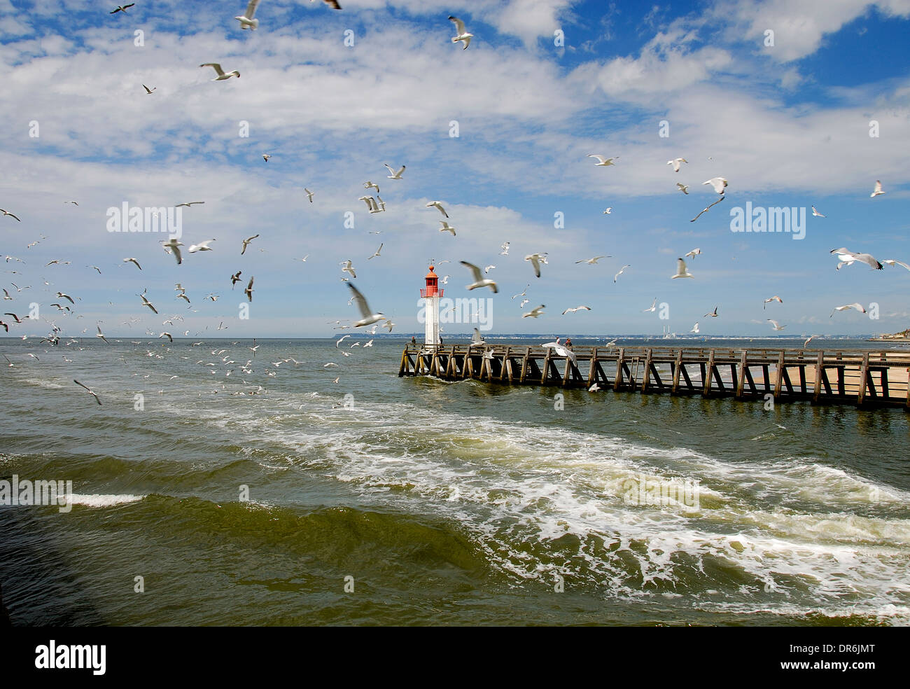 Vögel fliegen über den Ozean Stockfoto
