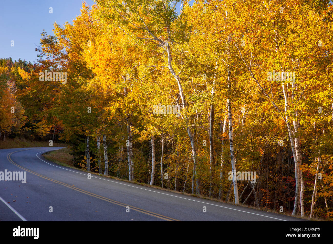 Herbstfarbe entlang der Fahrbahn zu Cadillac Mountain, Acadia National Park, Maine, USA Stockfoto