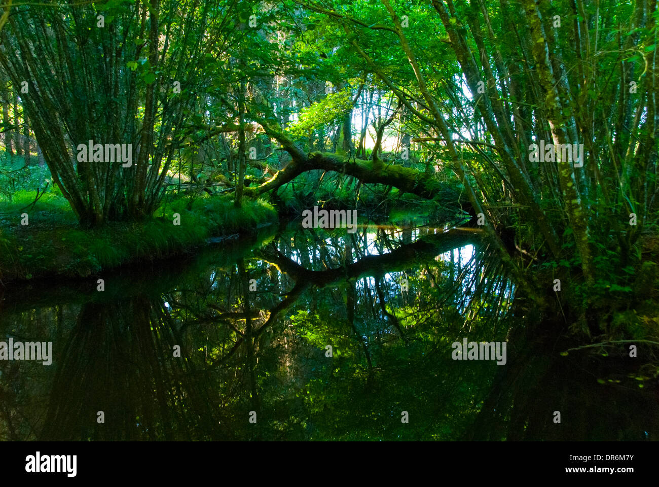 Umgestürzten Baum spiegelt sich auf der Oberfläche des Wassers Stockfoto