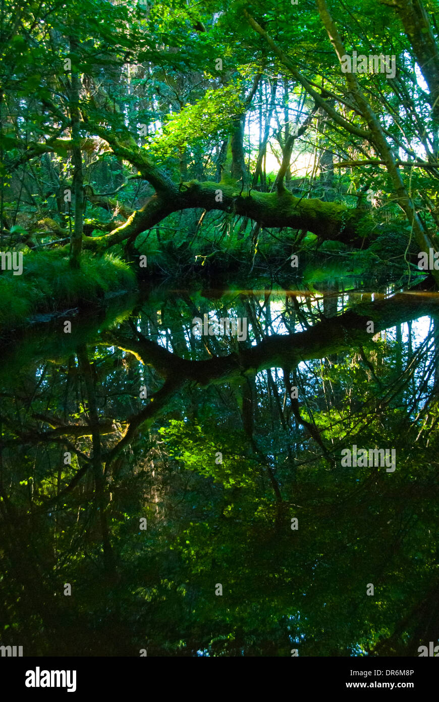 Umgestürzten Baum spiegelt sich auf der Oberfläche des Wassers Stockfoto