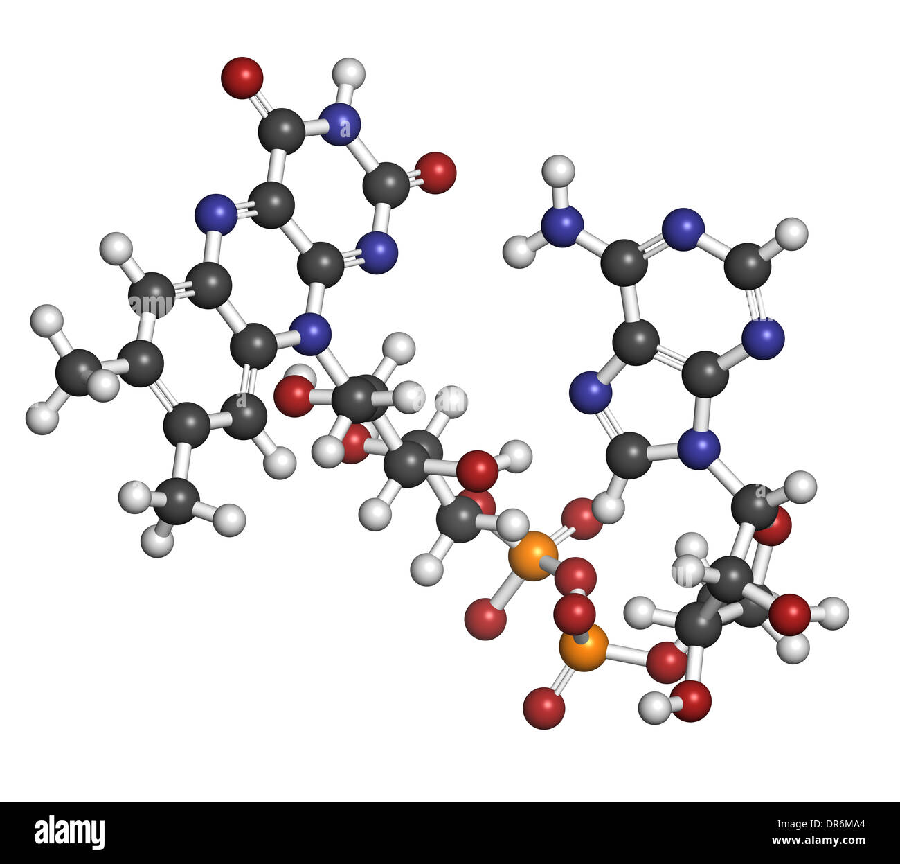 Flavin-Adenin-Dinucleotide (FAD) Redox Coenzym Molekül. Atome werden als Kugeln mit konventionellen Farbkodierung dargestellt. Stockfoto