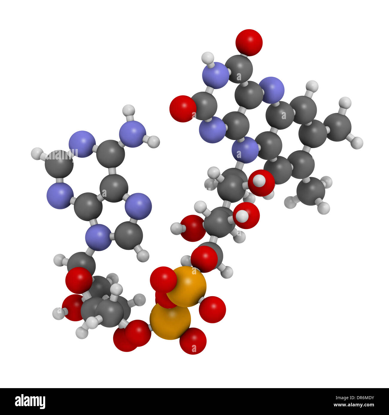 Flavin-Adenin-Dinucleotide (FAD) Redox Coenzym Molekül. Atome werden als Kugeln mit konventionellen Farbkodierung dargestellt. Stockfoto