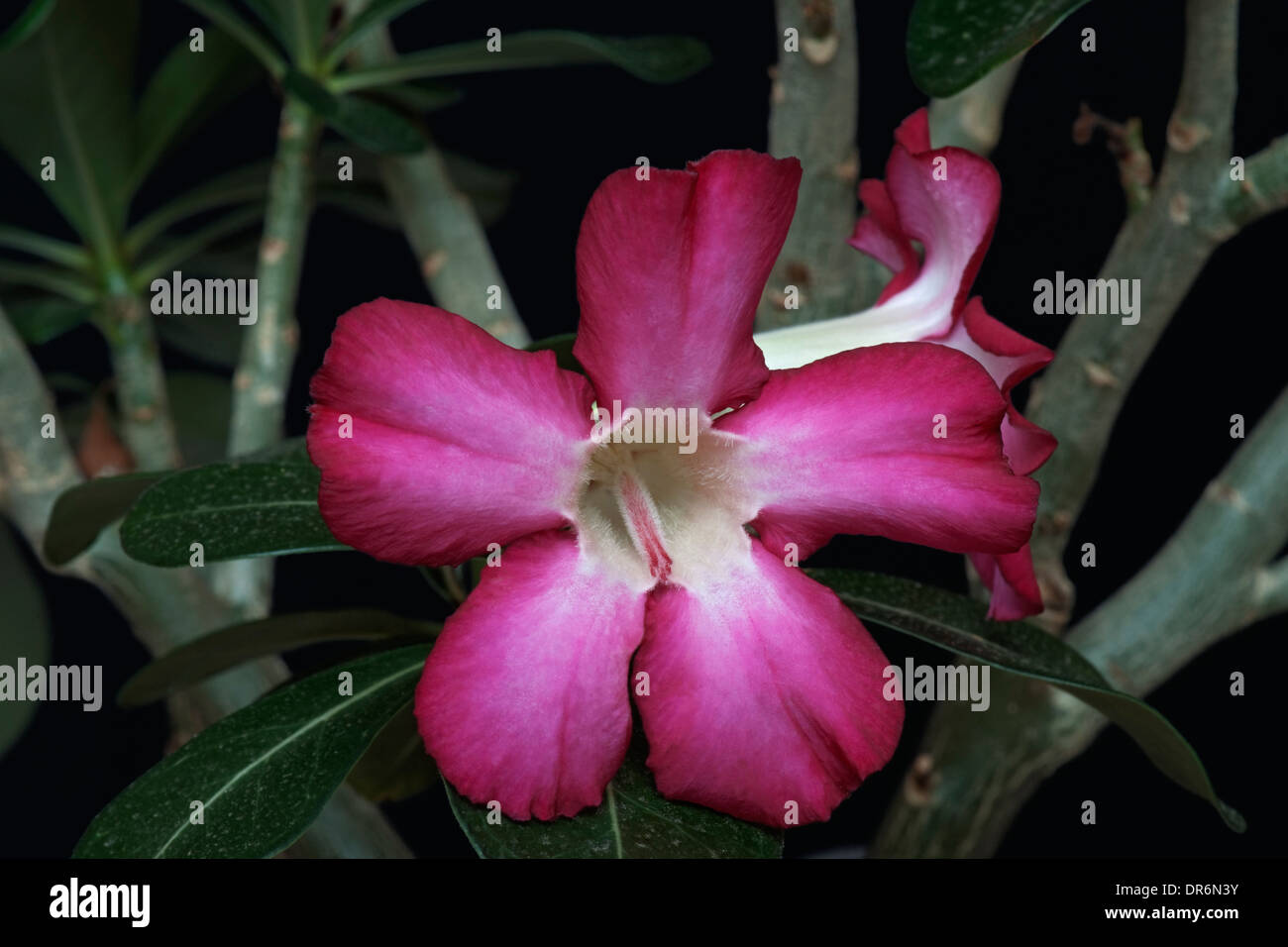 Wüstenrose (Adenium Obesum) Stockfoto
