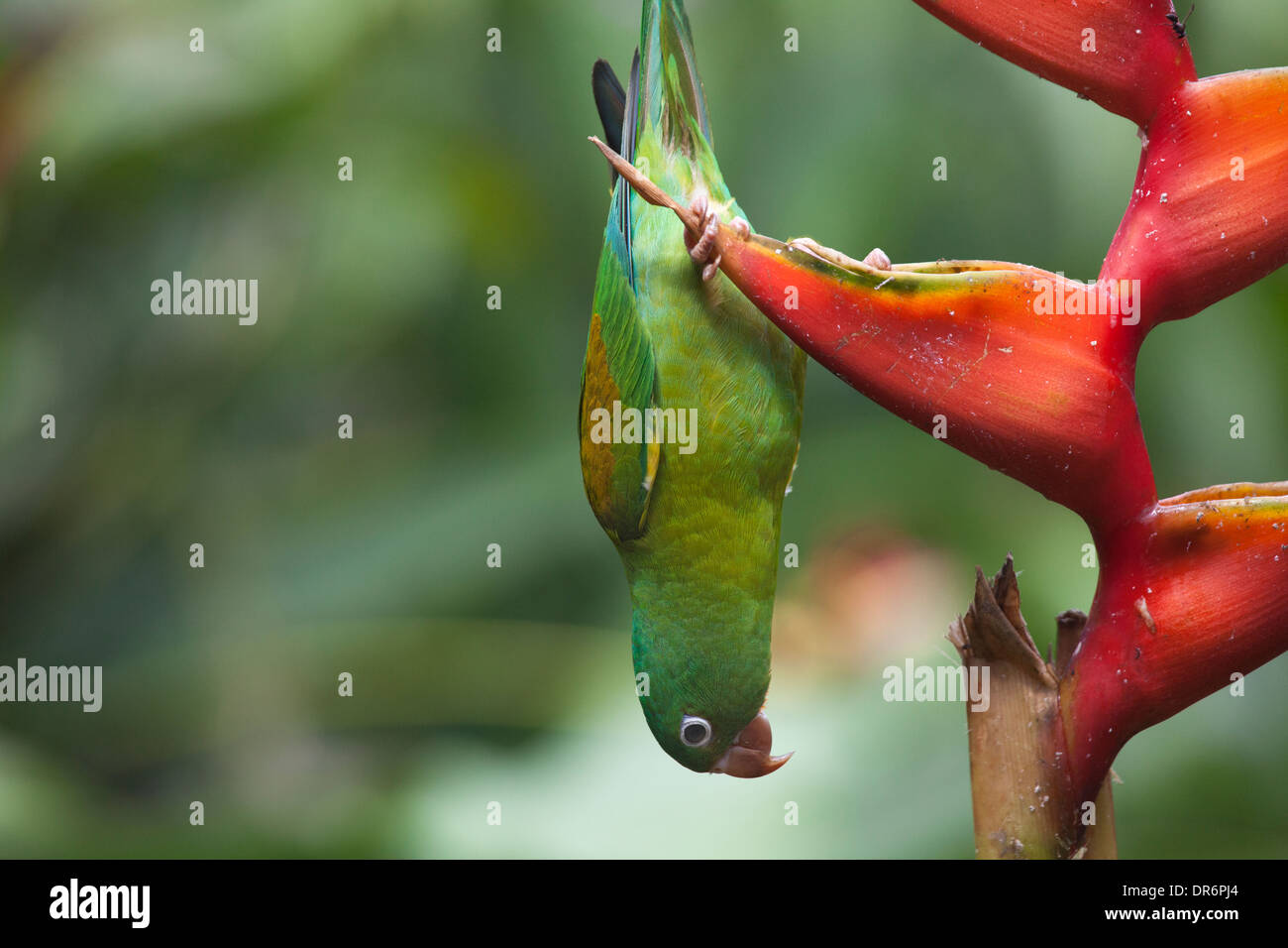 Orangekinnensittich (Brotogeris jugularis), der kopfüber auf der Heliconia-Blume im tropischen Garten hängt Stockfoto