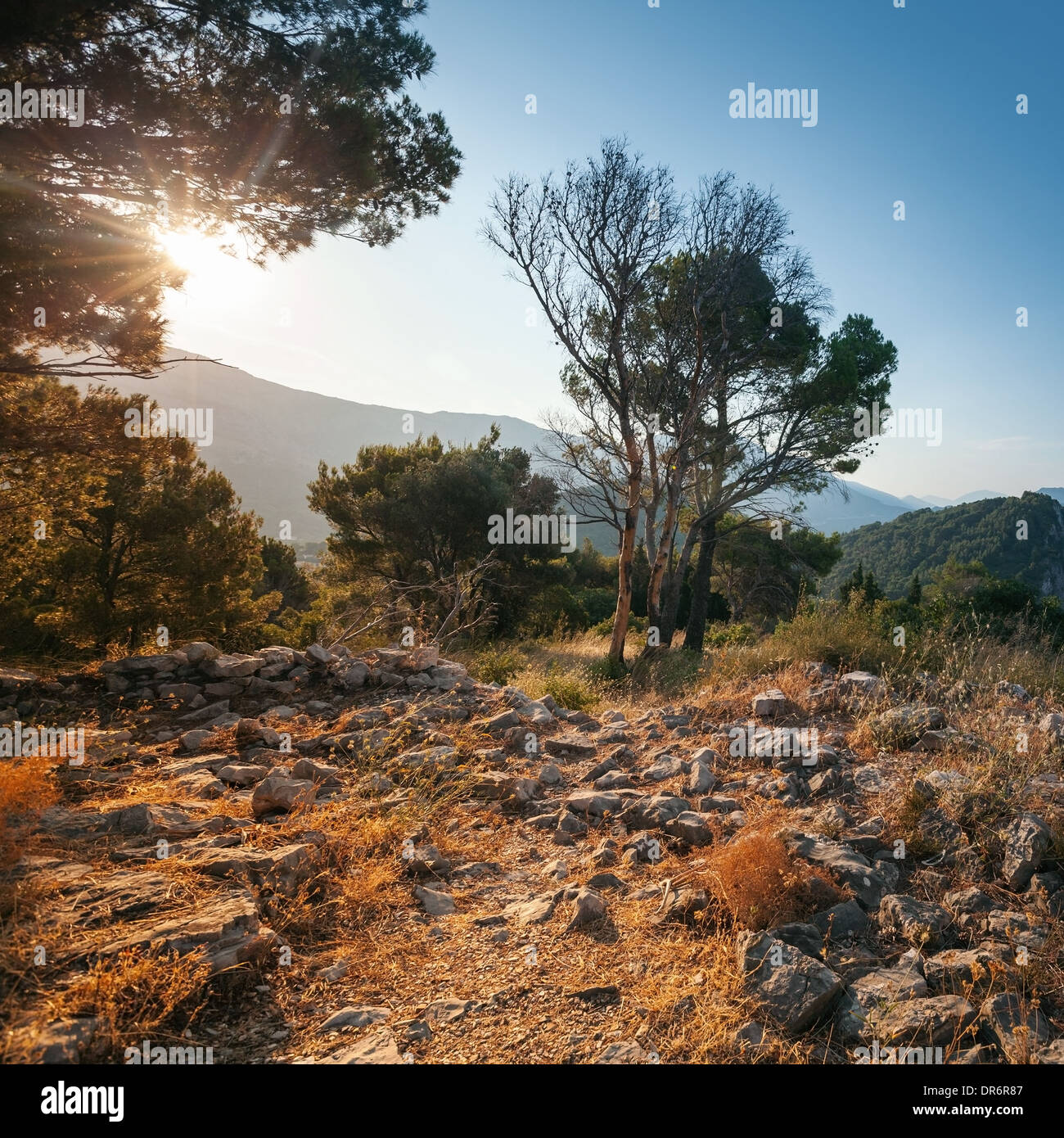 Hellen Sommermorgen Landschaft mit trockenen Bäumen. Montenegro Stockfoto