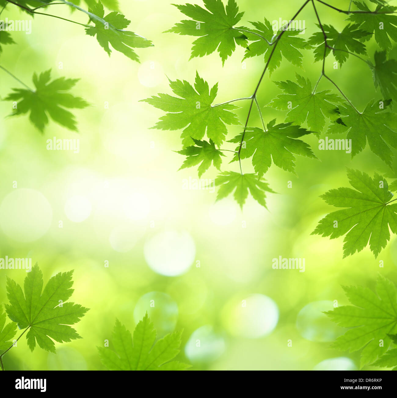 Grüne Ahorn Blatt Hintergrund Stockfoto
