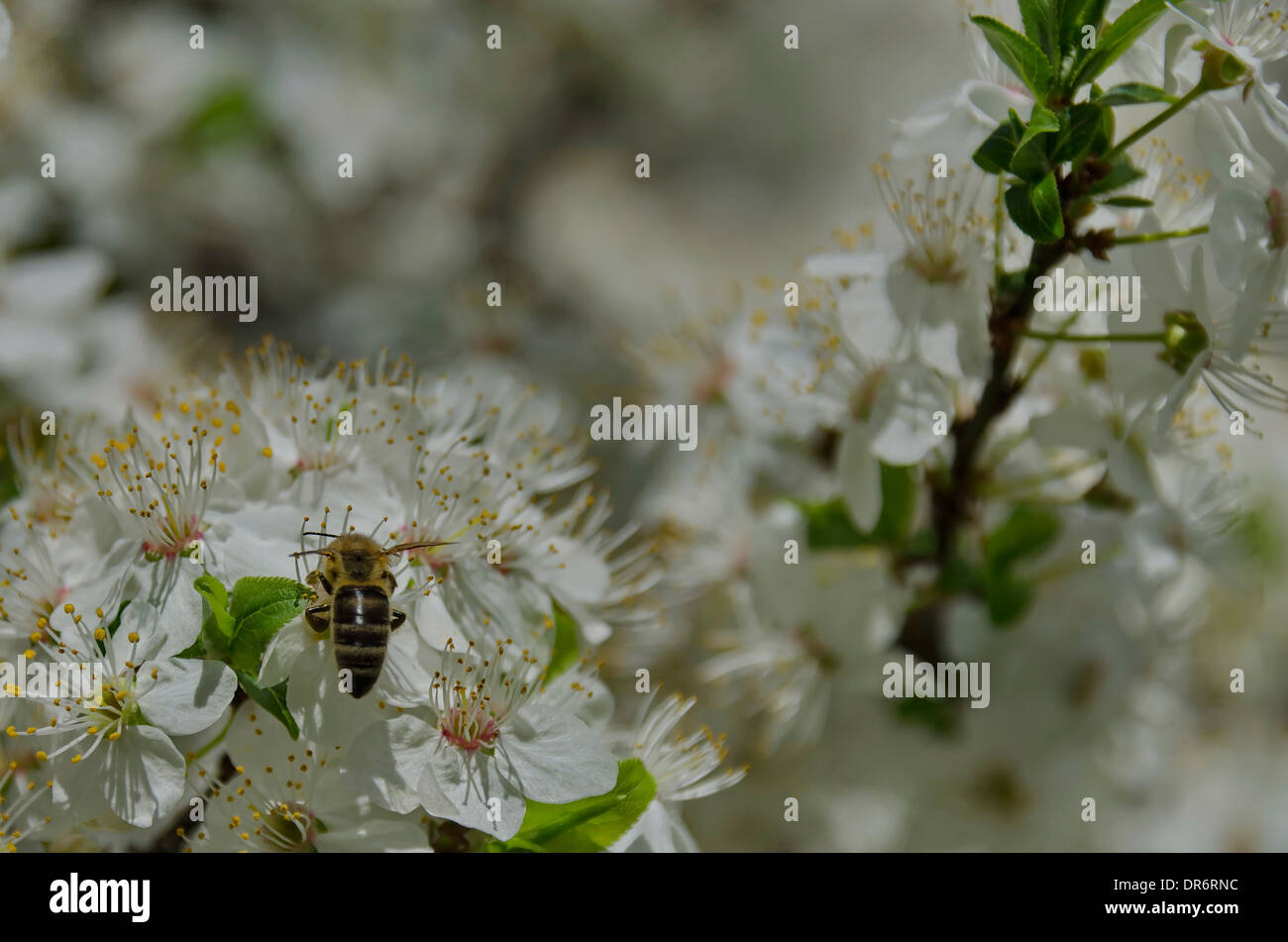 Blüte Zweige Pflaume mit Biene Stockfoto
