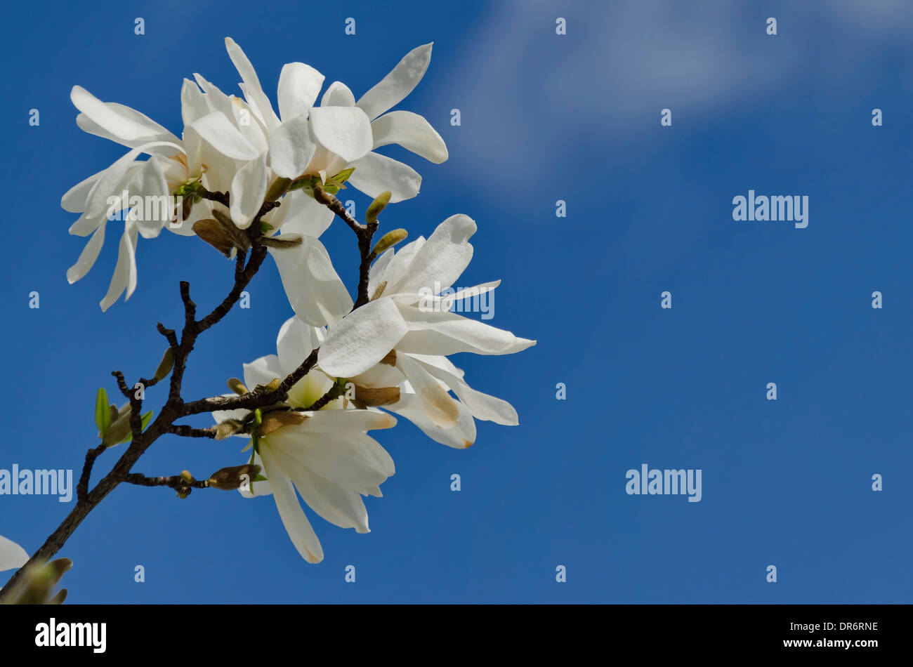 Magnolie Baum Blüte, Sofia Bulgaria Stockfoto