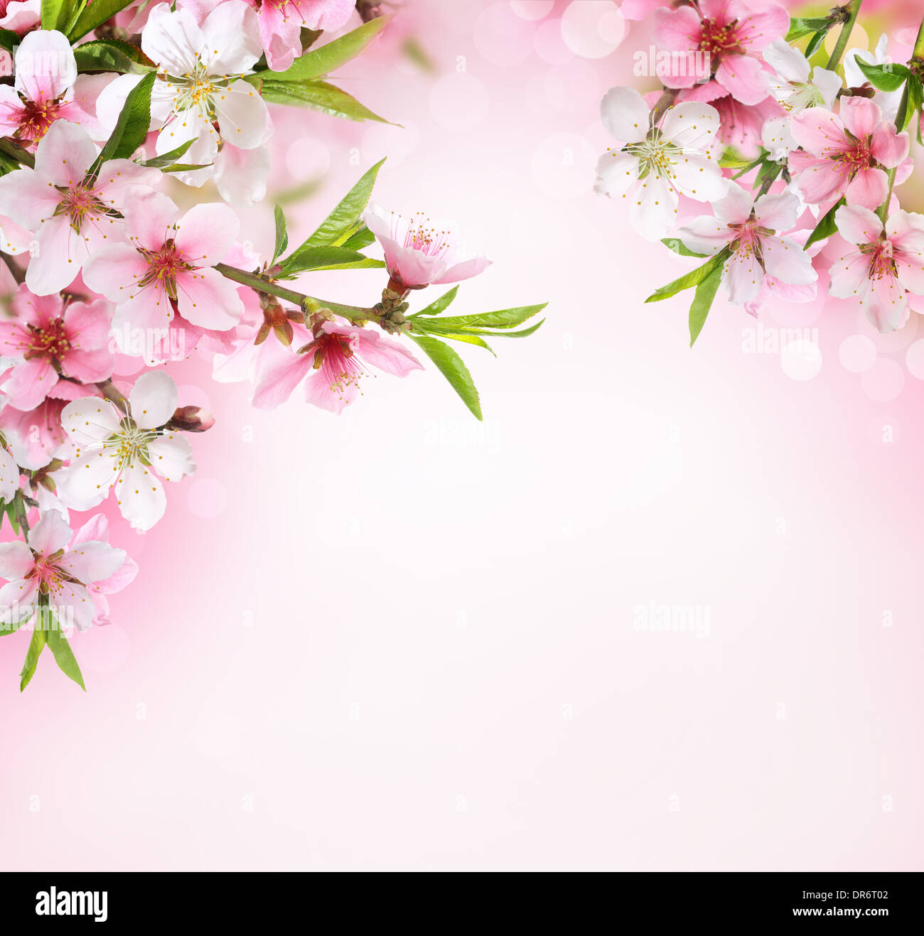 Pfirsich Blume Blüte auf rosa Hintergrund Stockfoto