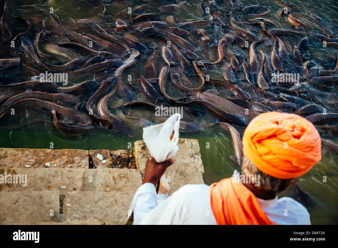 Indien, Jaisalmer, Fülle von Wels in Gadisar See Stockfoto