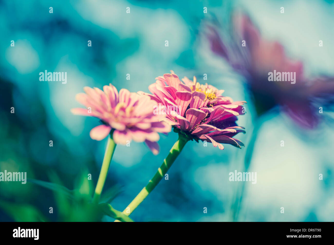 Drei Blüten des gemeinsamen Zinnie (Asteroideae) Stockfoto