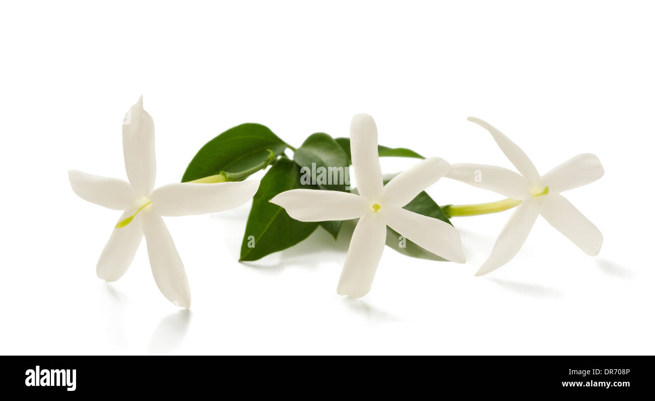 Jasmin Blüten am Zweig isoliert auf weiss Stockfoto