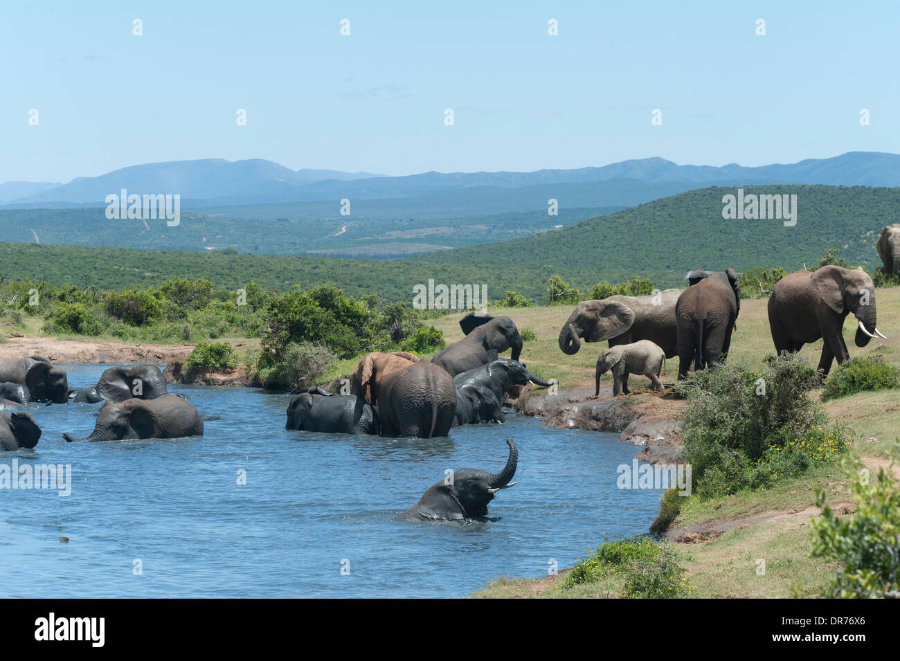 Elefanten (Loxodonta Africana) Baden im Wasser der Gwarrie Pan, Addo Elephant National Park, Eastern Cape, Südafrika Stockfoto