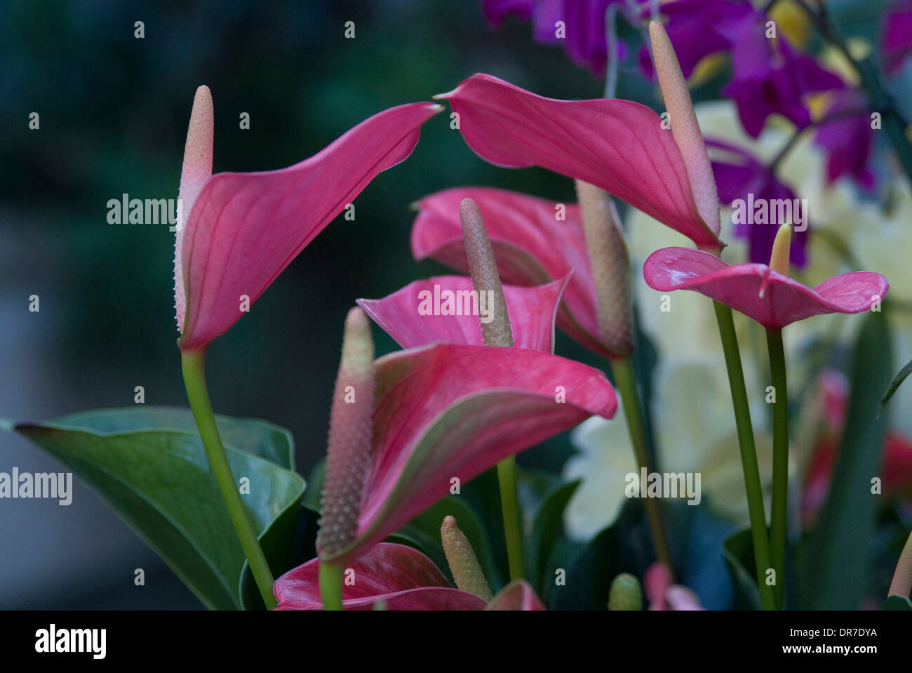 Anthurium Blumen auf dem Display, London, England Stockfoto