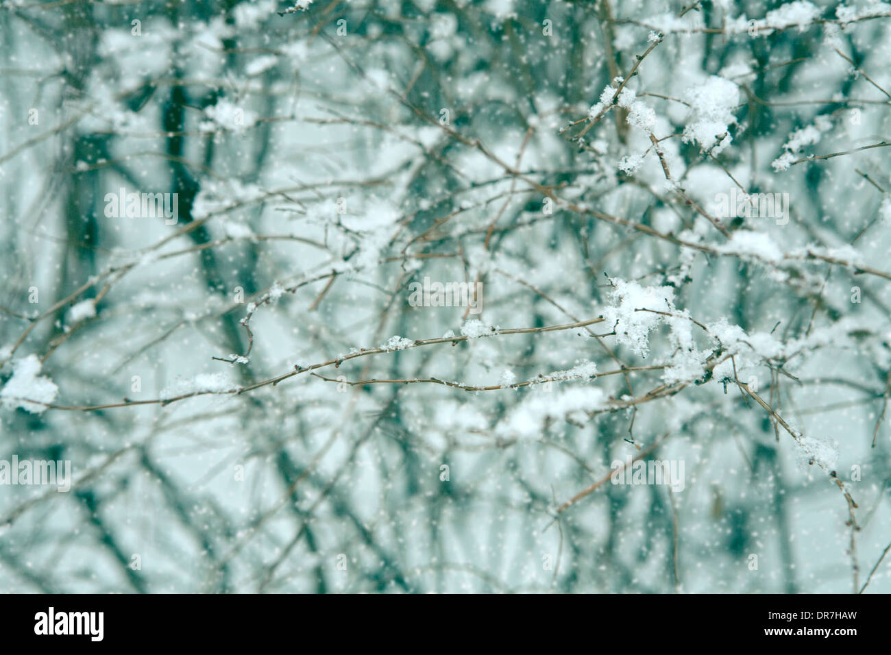 Im verschneiten Tag wird Schneeflocke auf einem Ast aufwärts Stockfoto