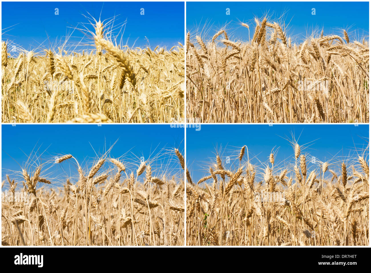 Weizenfeld Stockfoto