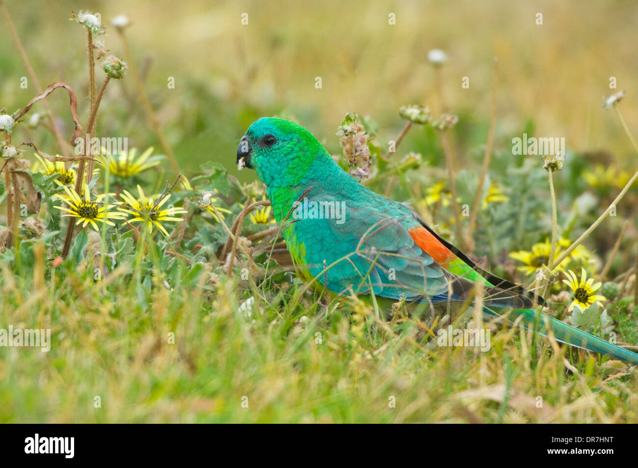 Männliche Red rumped Papagei (Psephotus Haematonotus), New-South.Wales, Australien Stockfoto