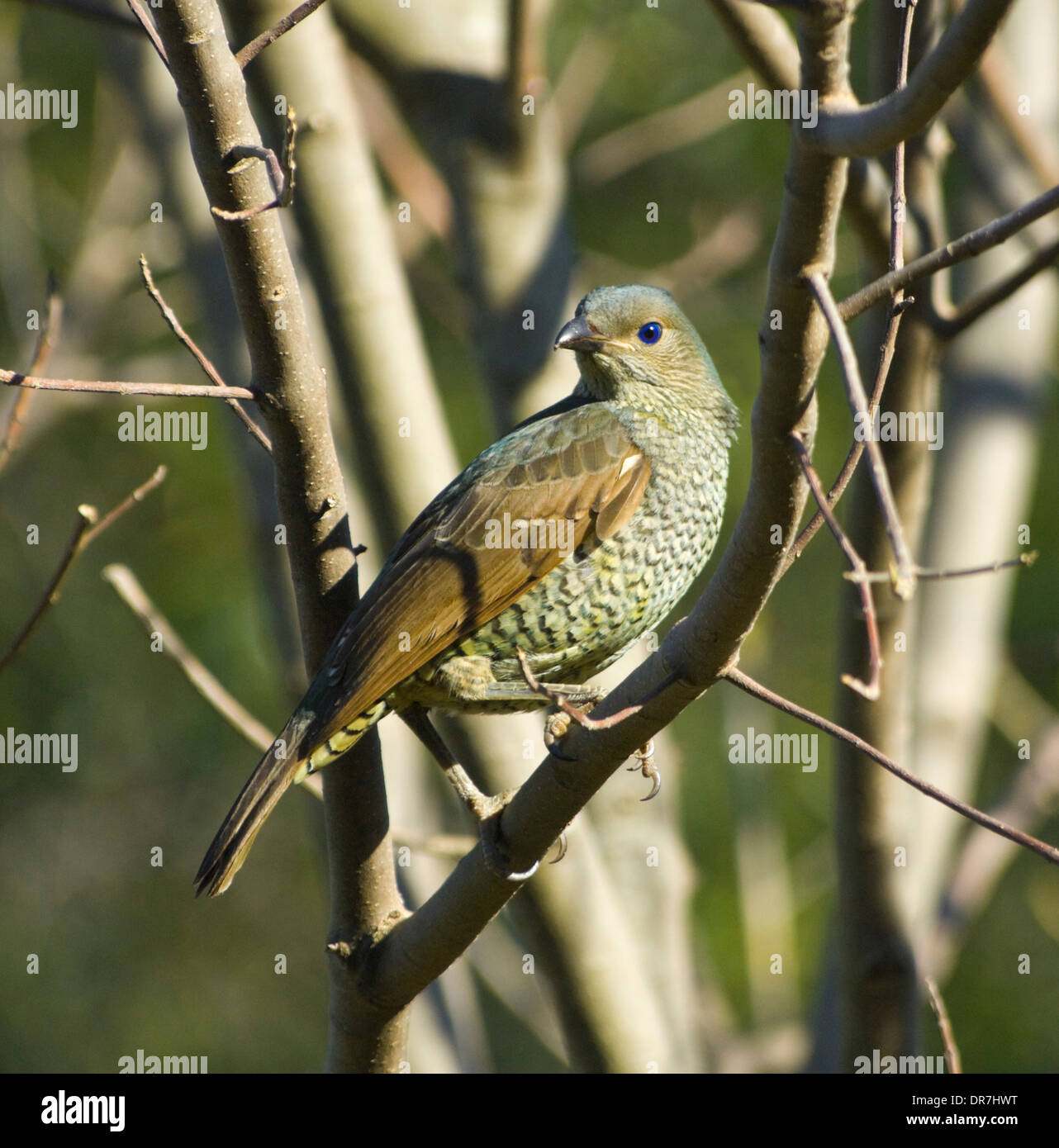 Weibliche Satin Bower Vogel (Ptilonorhynchus Violaceus) - New South Wales - Australia Stockfoto