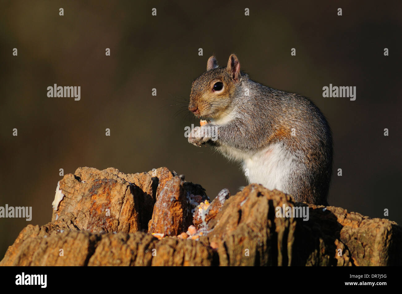 Eine graue Eichhörnchen sitzend auf einem Baumstumpf UK Stockfoto
