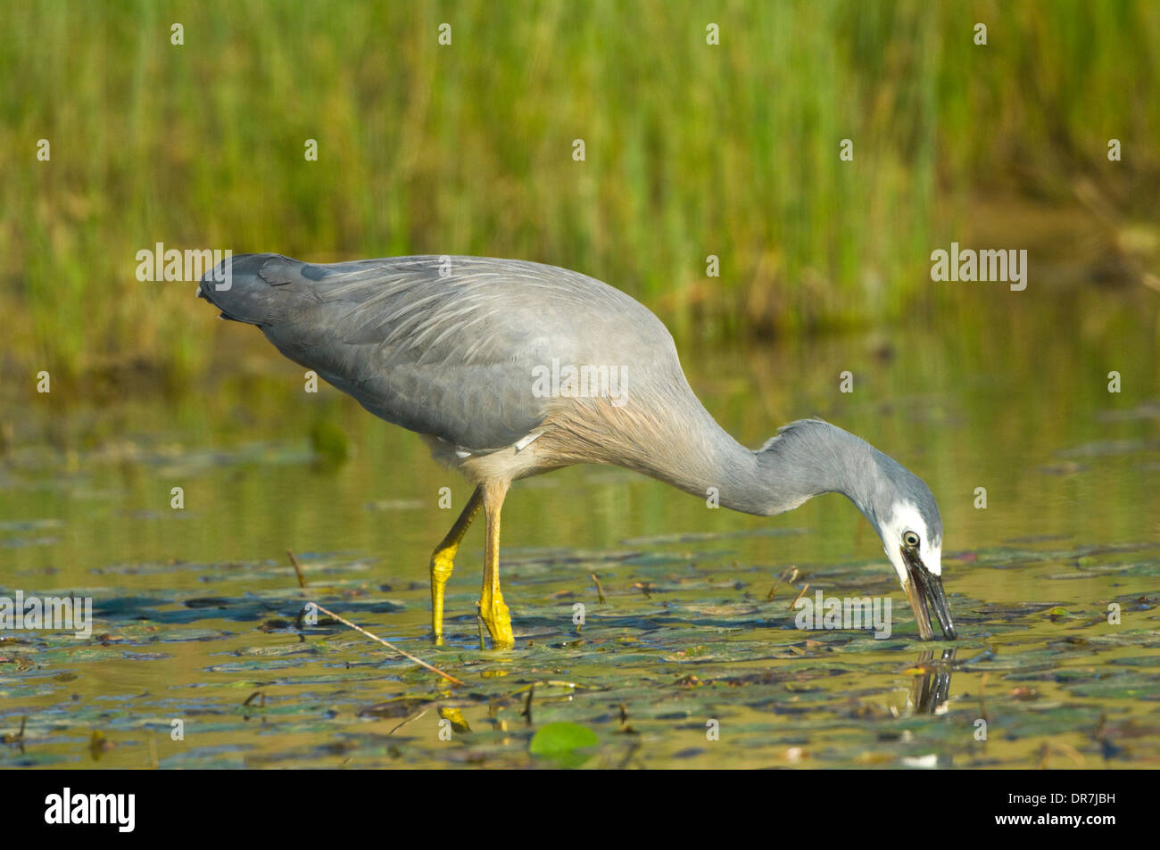 White-faced Heron (Egretta Novaehollandiae) - New South Wales - Australia Stockfoto