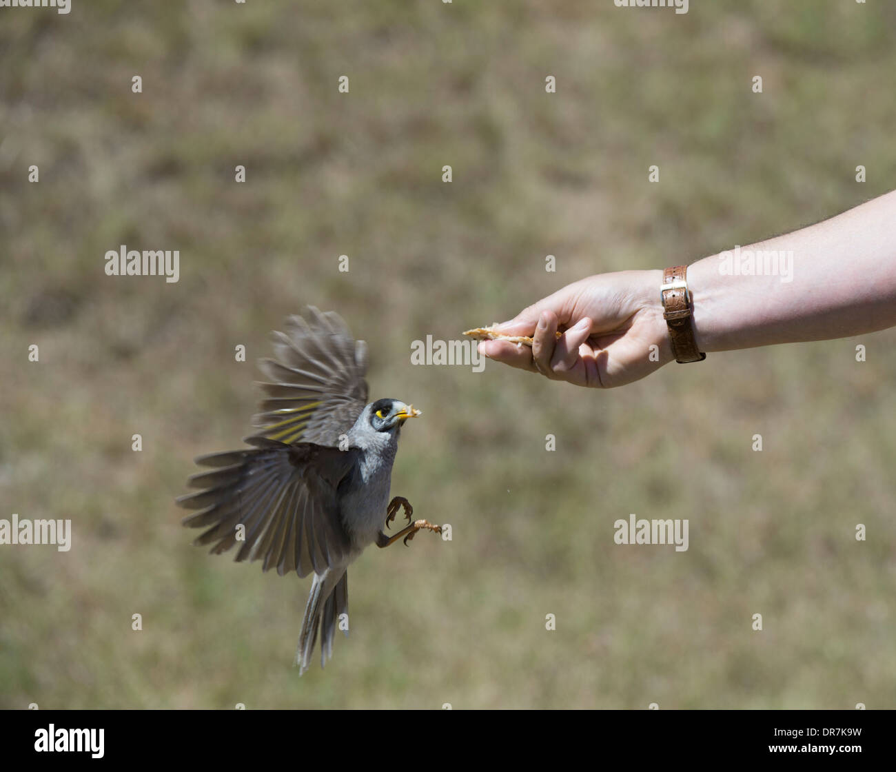 Laut Bergmann (Manorina Melanocephala) - New South Wales - Australia Stockfoto