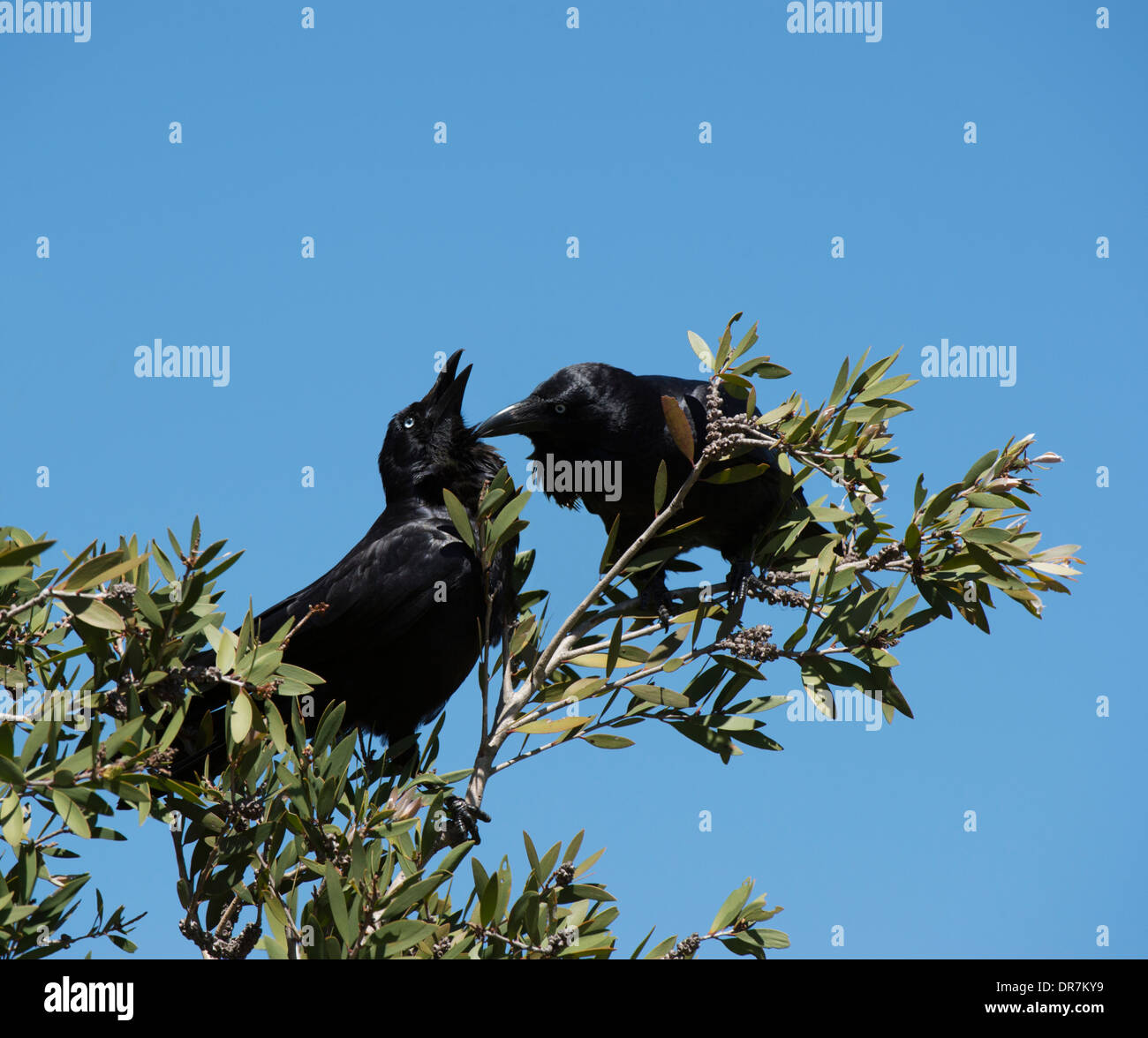 Gegenseitiges Putzen australische Kolkrabe (Corvus Coronoides) - New South Wales - Australia Stockfoto