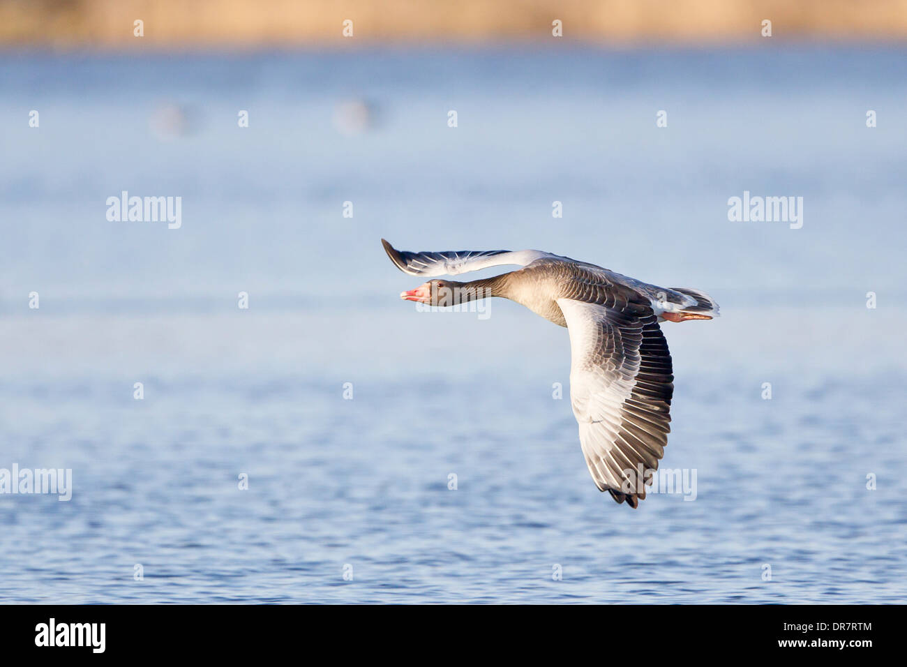 Graugans (Anser Anser) im Flug über Wasser, Nordhessen, Hessen, Deutschland Stockfoto