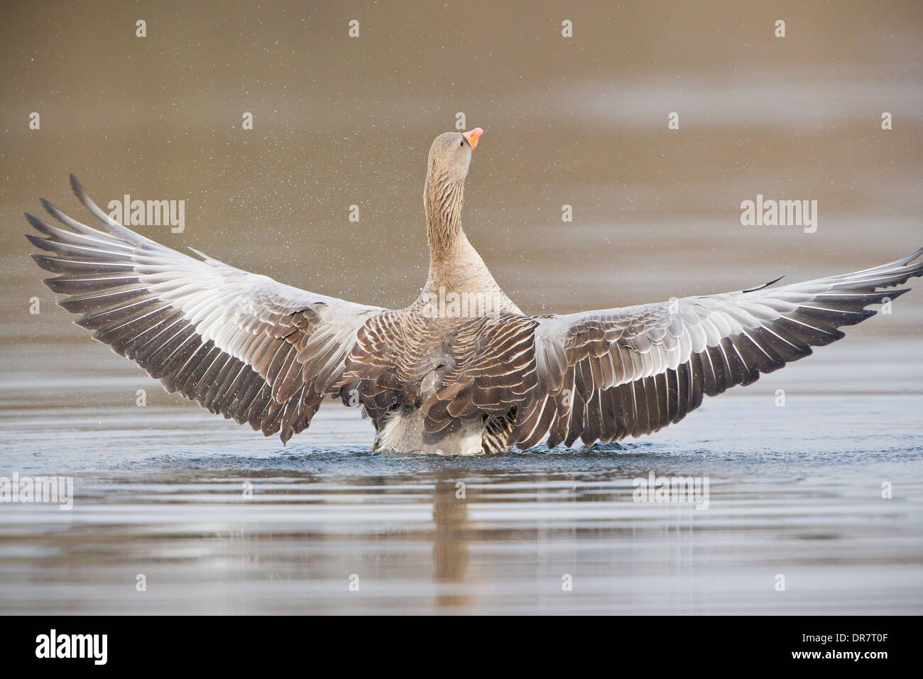 Graugans (Anser Anser) verbreitet seine Flügel, Nordhessen, Hessen, Deutschland Stockfoto