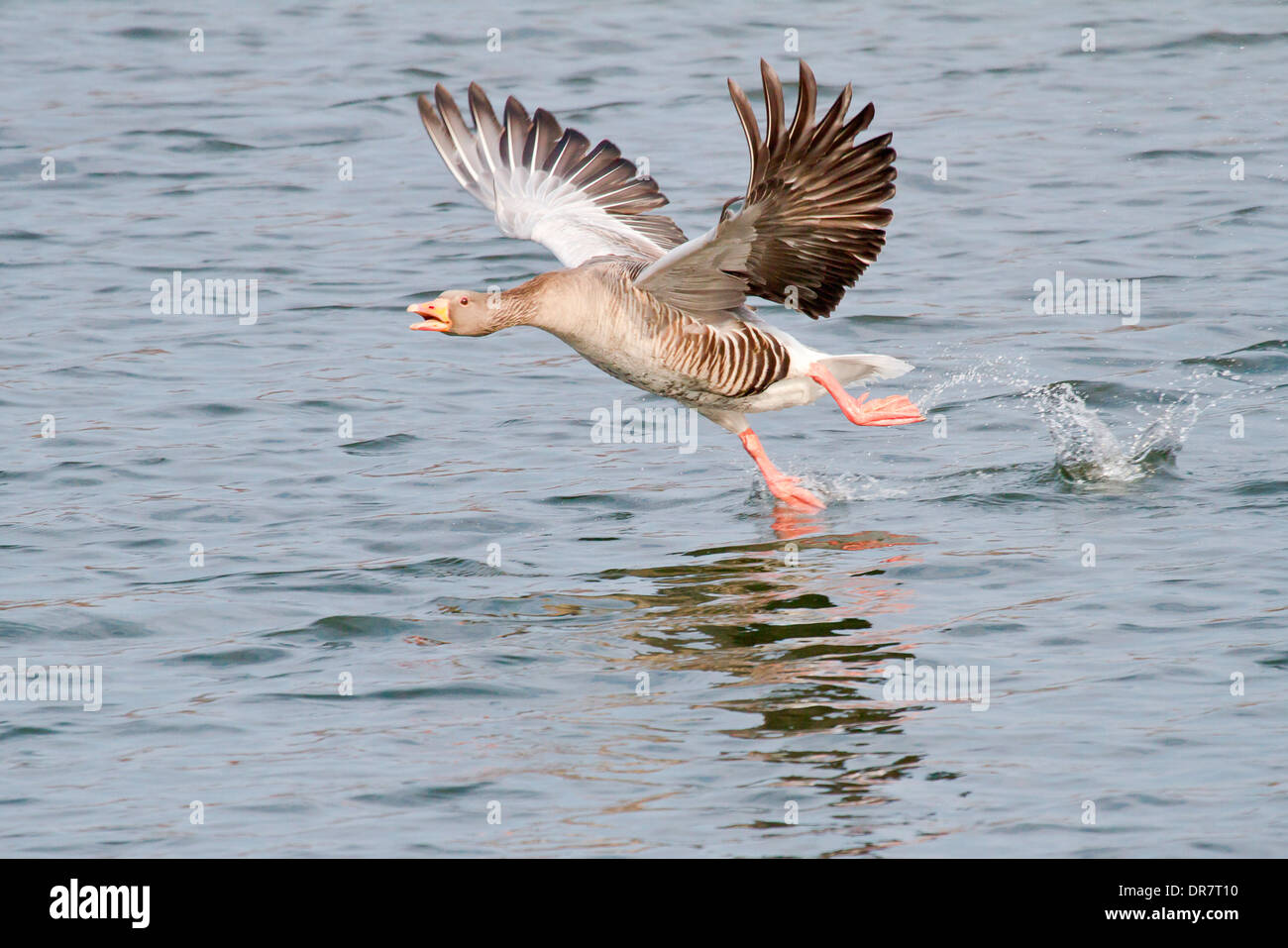 Graugans (Anser Anser) ausziehen aus Wasser, Nordhessen, Hessen, Deutschland Stockfoto