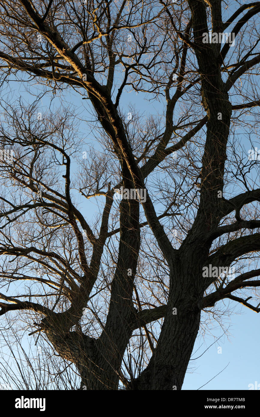 Weide-Baum-Silhouette, ohne Blätter, Kontur, Winterkälte, UK Stockfoto
