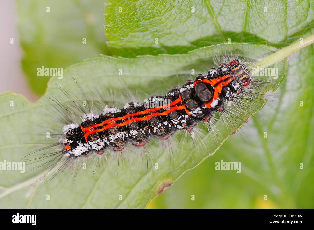 Caterpillar, gelb-Tail oder Swan Moth (Euproctis Similis), North Rhine-Westphalia, Germany Stockfoto