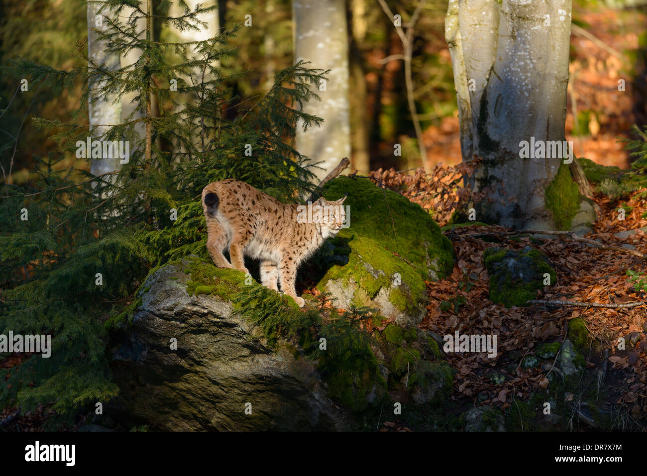 Eurasischer Luchs, Lynx Lynx, eurasische Luchse Stockfoto