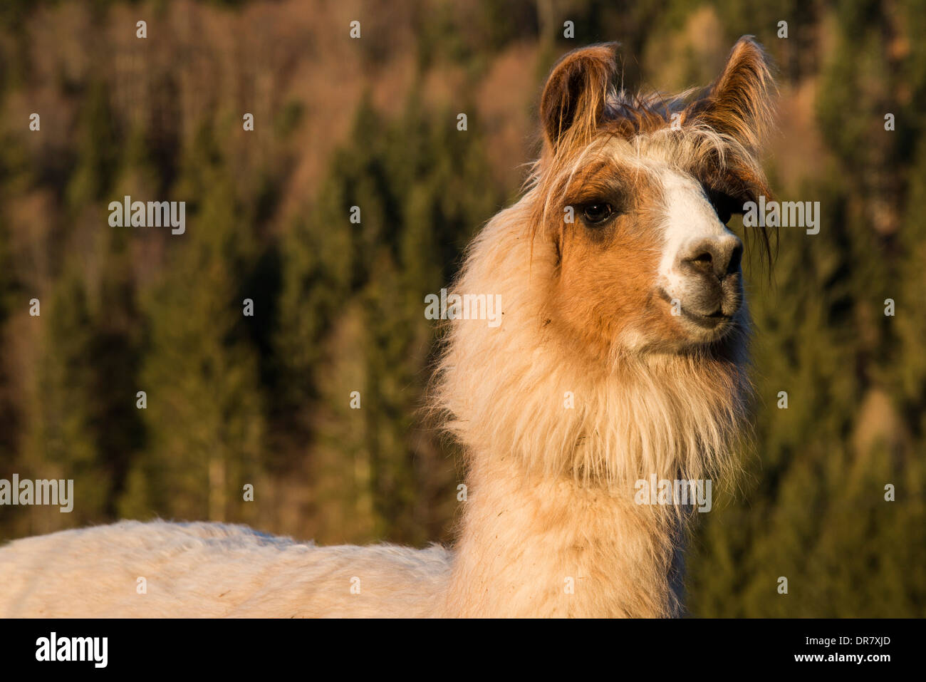 Lama (Lama Glama), Vorderstoder, Oberösterreich, Österreich Stockfoto