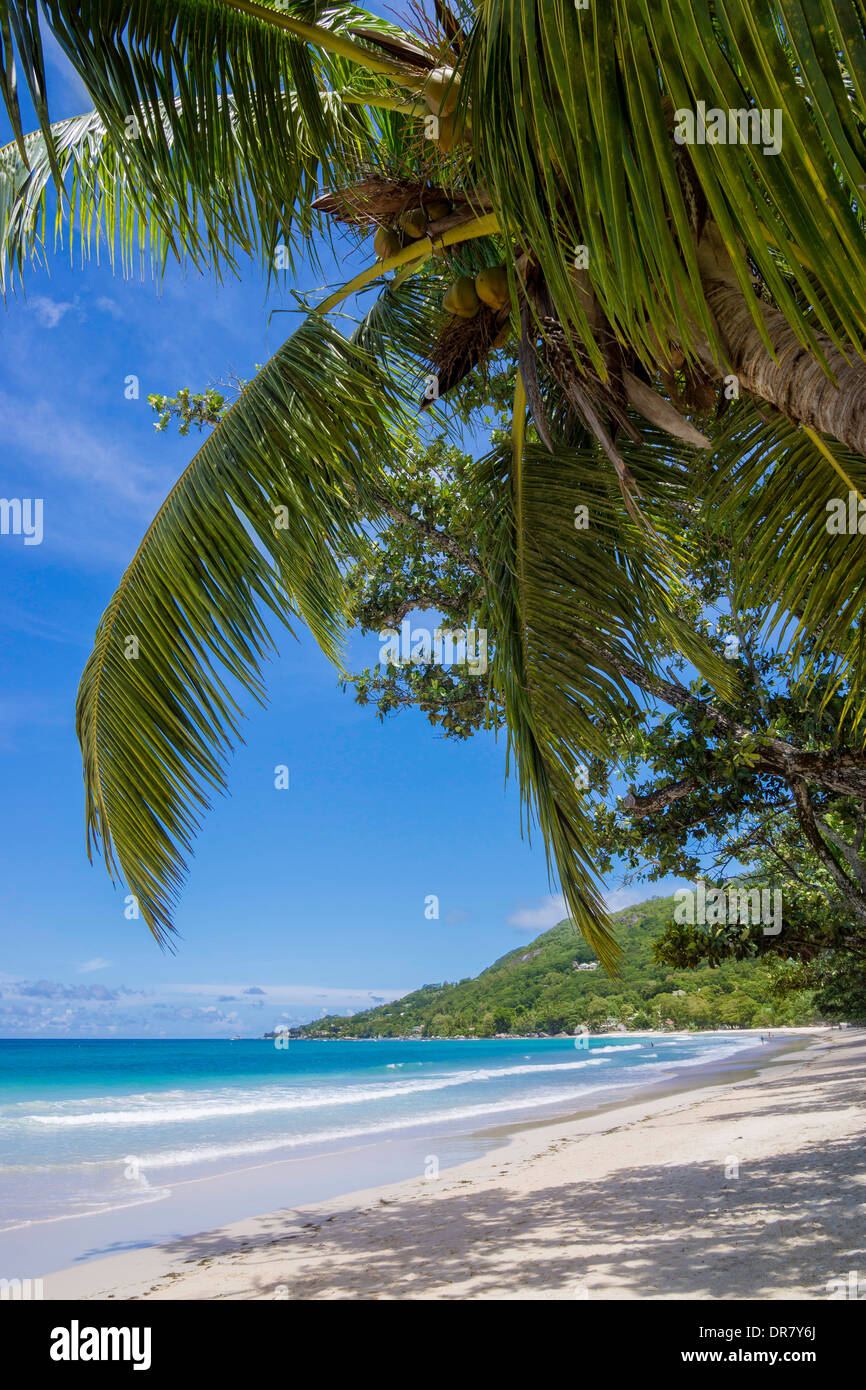 Strand mit Palmen, Beau Vallon, Mahe, Seychellen Stockfoto