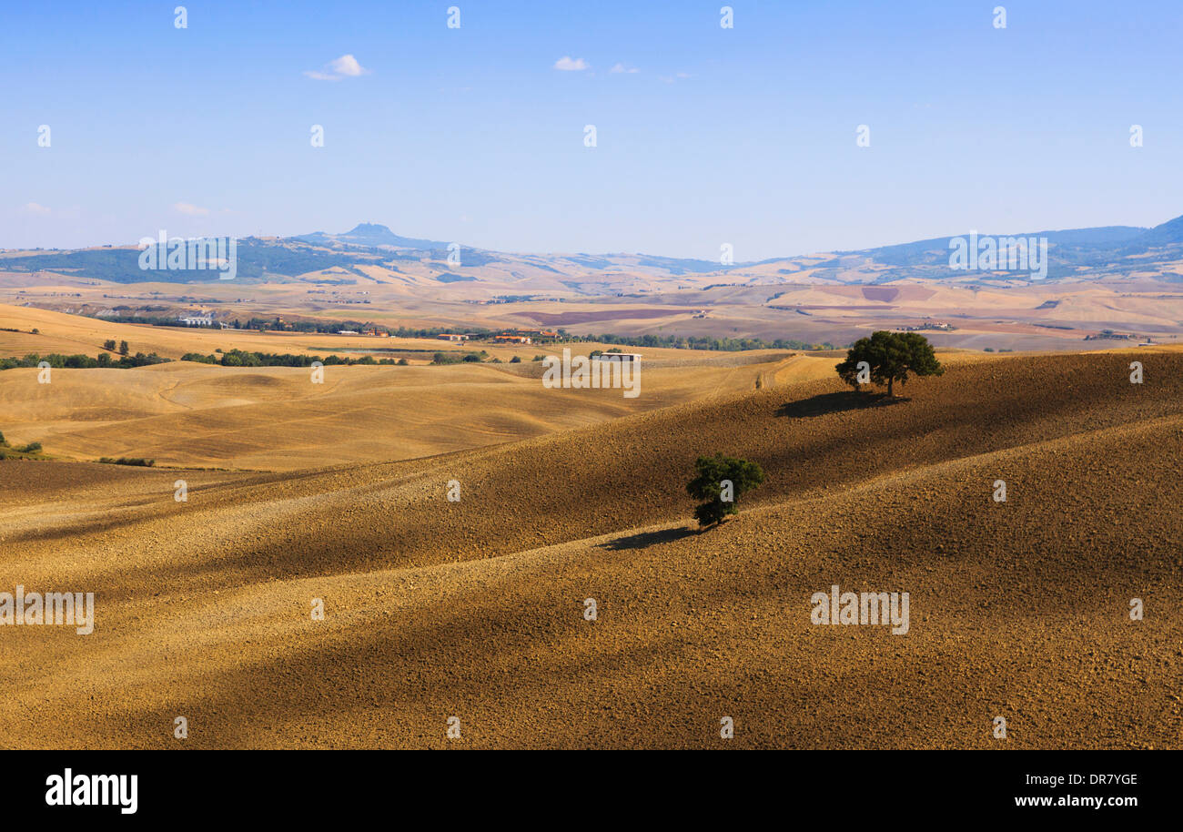 Zwei Bäume auf abgeernteten Feldern, San Quirico, Val d &#39; Orcia, Toskana, Italien Stockfoto