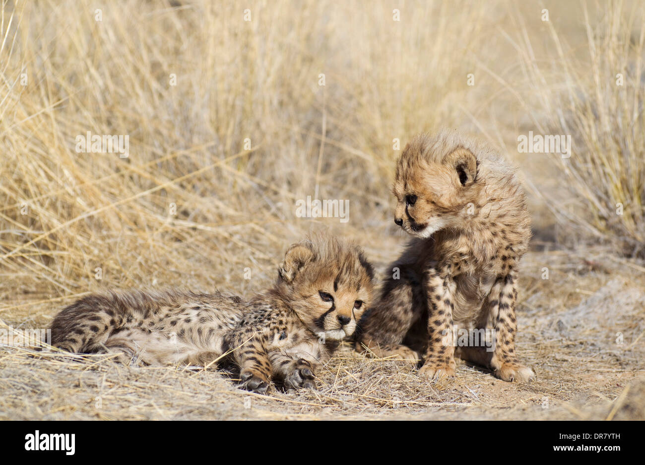 Geparden (Acinonyx Jubatus), zwei männliche Jungtiere, 41 Tage, Gefangenschaft, Namibia Stockfoto
