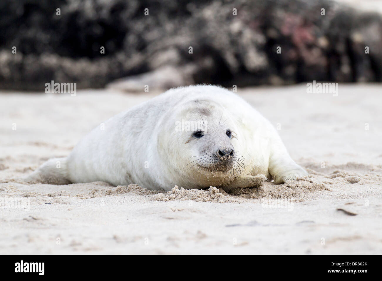 Grey Seal (Halichoerus Grypus), Pup, Helgoland-Düne, Helgoland, Schleswig-Holstein, Deutschland Stockfoto
