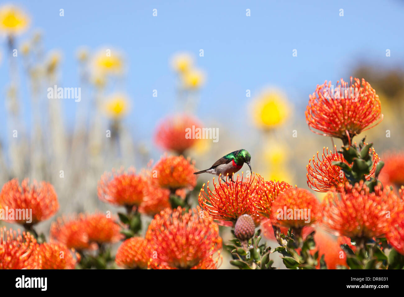 Sunbird oder Spiderhunter (Nectariniidae) auf eine Protea oder Sugarbush (Protea), Südafrika Stockfoto