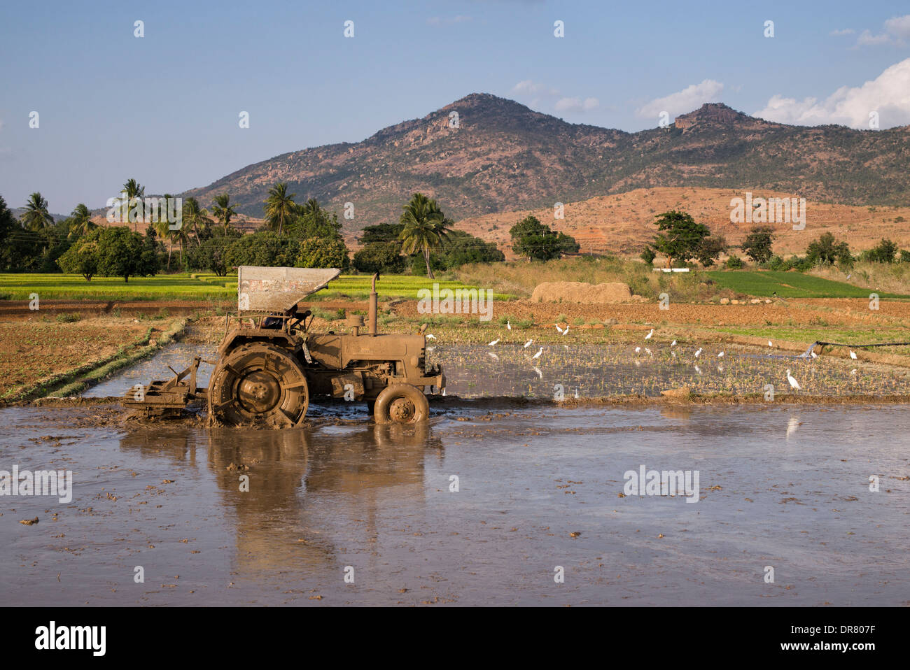 Indischer Mann Pflügen Paddy Reisfeld mit einem Traktor in der indischen Landschaft. Andhra Pradesh, Indien Stockfoto