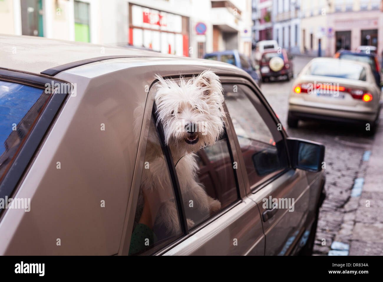 Hund mit Kopf aus der Heckscheibe des geparkten Auto, Santa Cruz, La Palma, Kanarische Inseln, Spanien Stockfoto