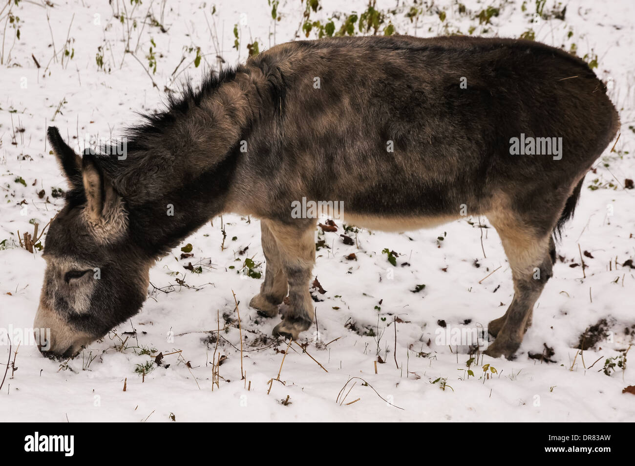 Esel grasen auf der Weide mit Schnee bedeckt Stockfoto